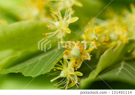 fresh linden flowers 131491114