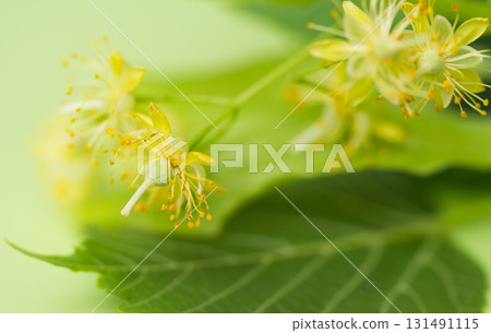 fresh linden flowers 131491115