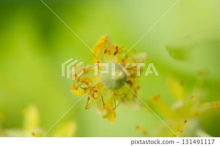 fresh linden flowers fresh linden flowers 131491117