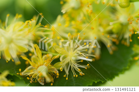 fresh linden flowers 131491121