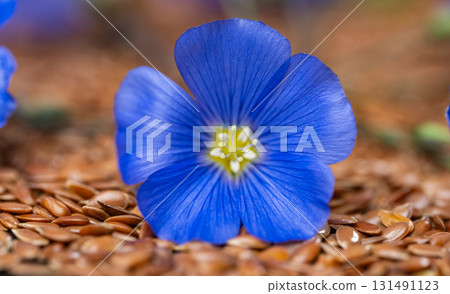 flax flower with flax seeds flax flower with flax seeds 131491123