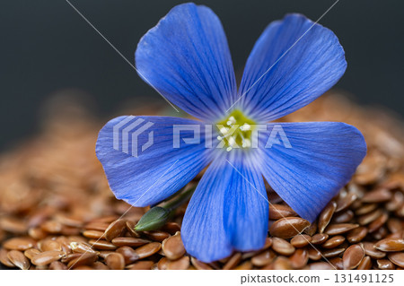 flax flower with flax seeds flax flower with flax seeds 131491125