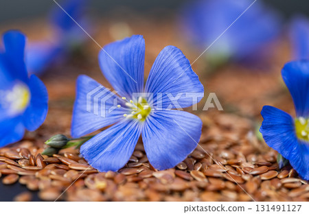 flax flower with flax seeds 131491127