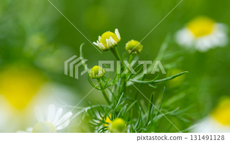 medicinal chamomile in a meadow medicinal chamomile in a meadow 131491128