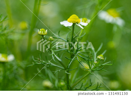 medicinal chamomile in a meadow medicinal chamomile in a meadow 131491130