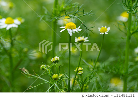 medicinal chamomile in a meadow medicinal chamomile in a meadow 131491131