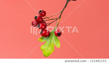 background of red hawthorn berries 131491153
