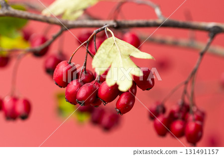 background of red hawthorn berries background of red hawthorn berries 131491157