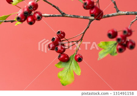 background of red hawthorn berries 131491158