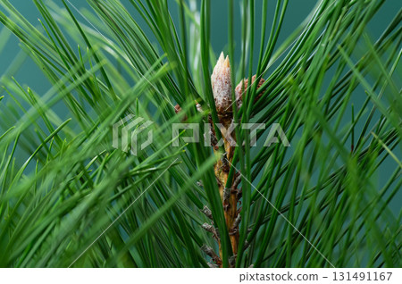 background of pine needles background of pine needles 131491167
