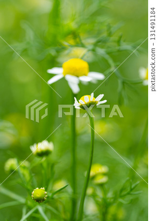 medicinal chamomile in a meadow 131491184