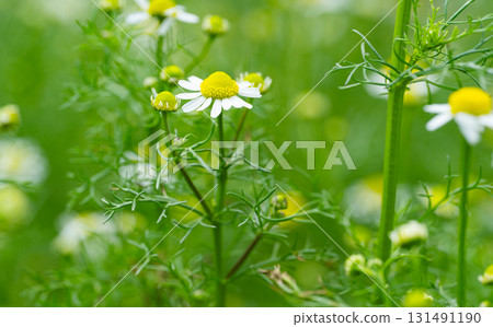 medicinal chamomile in a meadow 131491190