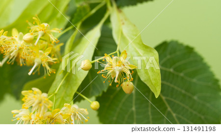 fresh linden flowers 131491198