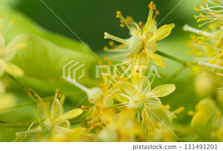 fresh linden flowers fresh linden flowers 131491201