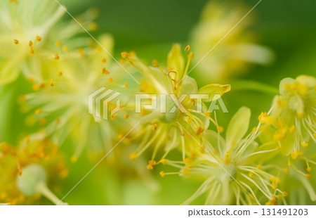 fresh linden flowers 131491203