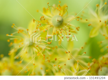 fresh linden flowers fresh linden flowers 131491204