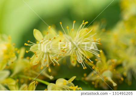 fresh linden flowers 131491205