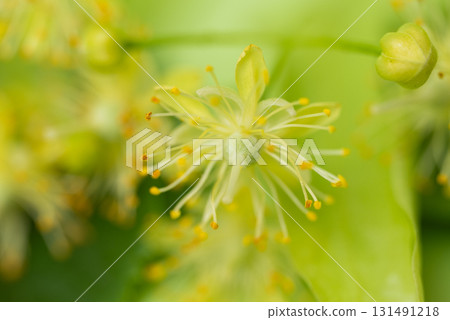 fresh linden flowers fresh linden flowers 131491218