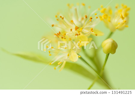 fresh linden flowers fresh linden flowers 131491225