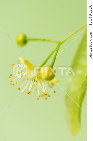 fresh linden flowers fresh linden flowers 131491226