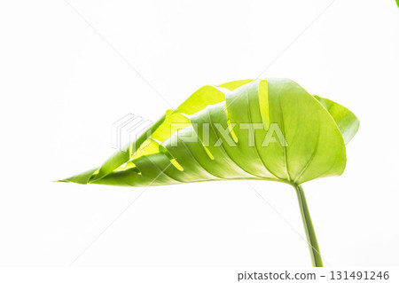 Opened Monstera leaves on white background 56 Opened Monstera leaves on white background 56 131491246