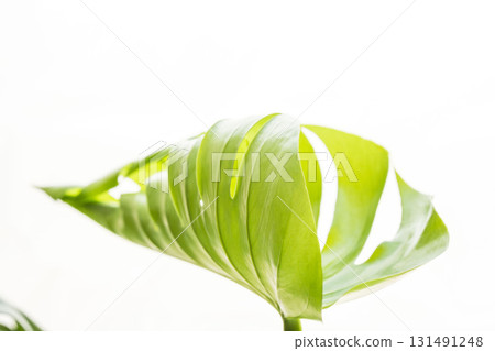 白色背景上打開的龜背竹葉 57 131491248