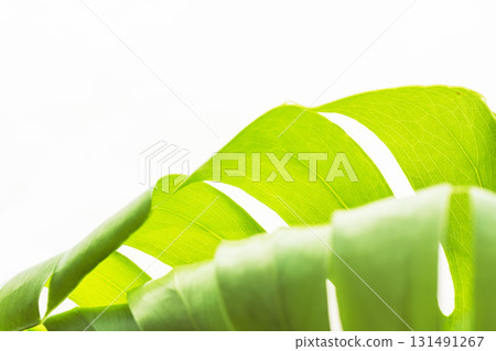 Close-up of an unfolding Monstera leaf on a white background 51 Close-up of an unfolding Monstera leaf on a white background 51 131491267