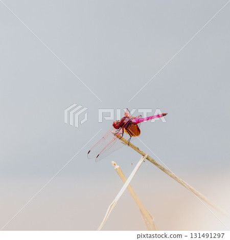 Autumn waterside: Red dragonfly resting on a stem 01 Autumn waterside: Red dragonfly resting on a stem 01 131491297