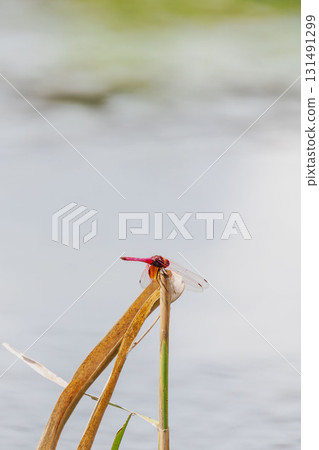 秋日水邊:紅蜻蜓棲息在莖上02 秋日水邊:紅蜻蜓棲息在莖上02 131491299
