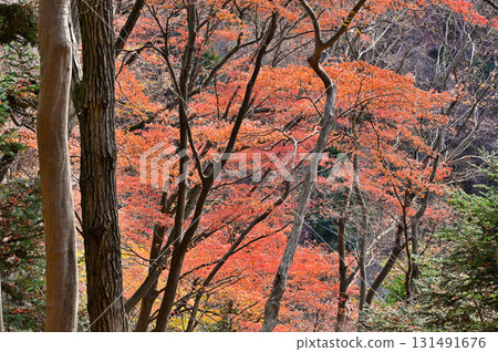 Tanzawa's Butsuga Mountain, Miyagase Pass Course, Autumn Leaves Forest Tanzawa's Butsuga Mountain, Miyagase Pass Course, Autumn Leaves Forest 131491676