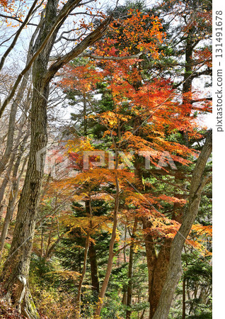 丹澤佛牙山：宮瀨峠沿線森林的紅葉 131491678