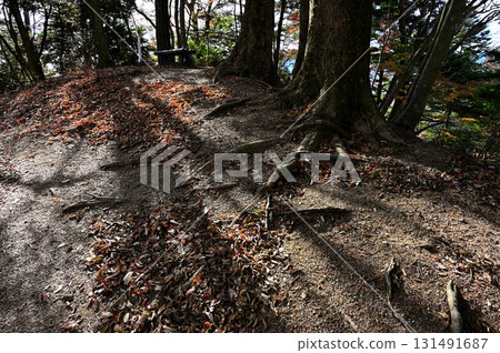 Butsugayama in Tanzawa: Tree shadows stretching along the ridge path Butsugayama in Tanzawa: Tree shadows stretching along the ridge path 131491687