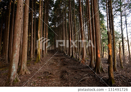 天子山長者岳、東海自然步道、柏樹林 131491726