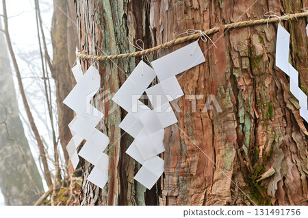 天子山天石山的神聖柏樹 131491756