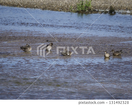 A flock of ducks swimming in the river A flock of ducks swimming in the river 131492328