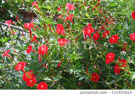 Hagoromo Rousenuto (Hagori Red Ruby) 131493024