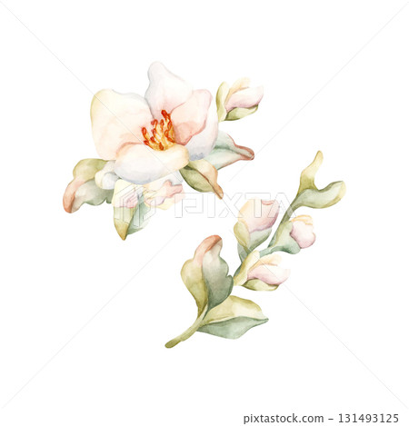 Little White Flowers buds leaves Peach Apple Blossom Blooming. Watercolor hand drawn floral illustration isolated on white background for home textile fresh fabric cosmetic package porcelain crockery 131493125