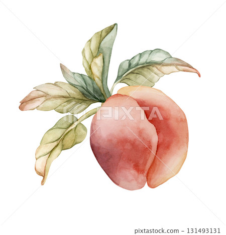 Peach Summer Juicy Ripe Fruit Leaves. Watercolor hand drawn floral food illustration isolated on white background for home kitchen textile fresh fabric print card cosmetic package porcelain crockery Peach Summer Juicy Ripe Fruit Leaves. Watercolor hand drawn floral food illustration isolated on white background for home kitchen textile fresh fabric print card cosmetic package porcelain crockery 131493131