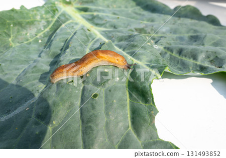 slug, arion vulgaris eating lettuce leaf in garden, snails damage leaves in vegetable patch 131493852