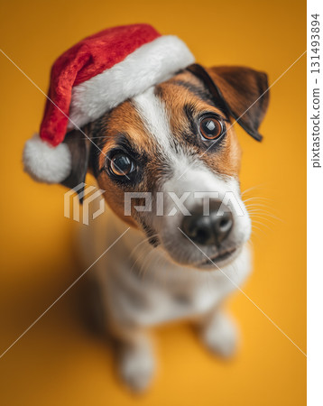 Dog wearing a red Santa hat is looking at the camera 131493894