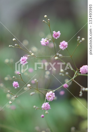 粉紅色的陰霾 粉紅色的陰霾 131493993