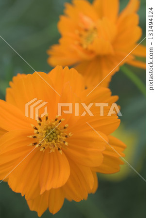 Yellow cosmos in full bloom, carrying the afterglow of summer into autumn 131494124