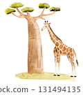 Hand-painted watercolor illustration of a majestic giraffe and a baobab tree with lush green foliage standing on green gras 131494135