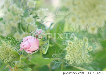 Pink rose bud 131494246