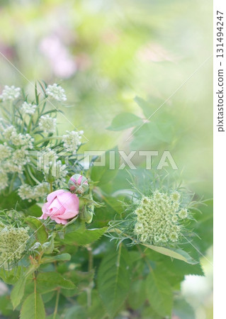 粉紅玫瑰花蕾 粉紅玫瑰花蕾 131494247