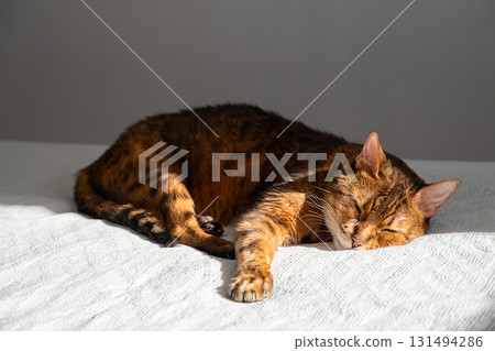 Bengal cat sleeping on white bed. Domestic pet resting with calm expression. Bengal cat sleeping on white bed. Domestic pet resting with calm expression. 131494286