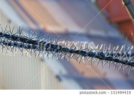 安裝在電線上的驅鳥釘 131494419