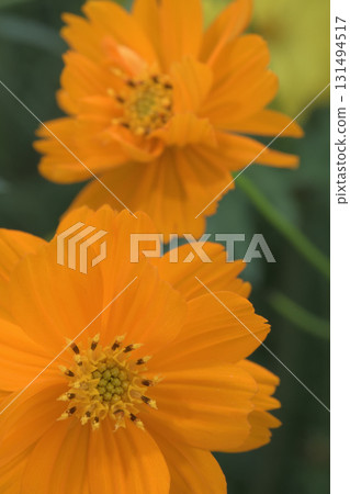 黃色的波斯菊,象徵夏天的結束和秋天的到來 黃色的波斯菊,象徵夏天的結束和秋天的到來 131494517