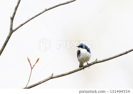 Koruri male 131494554