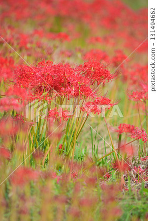 人行道上盛開的紅花 人行道上盛開的紅花 131494662